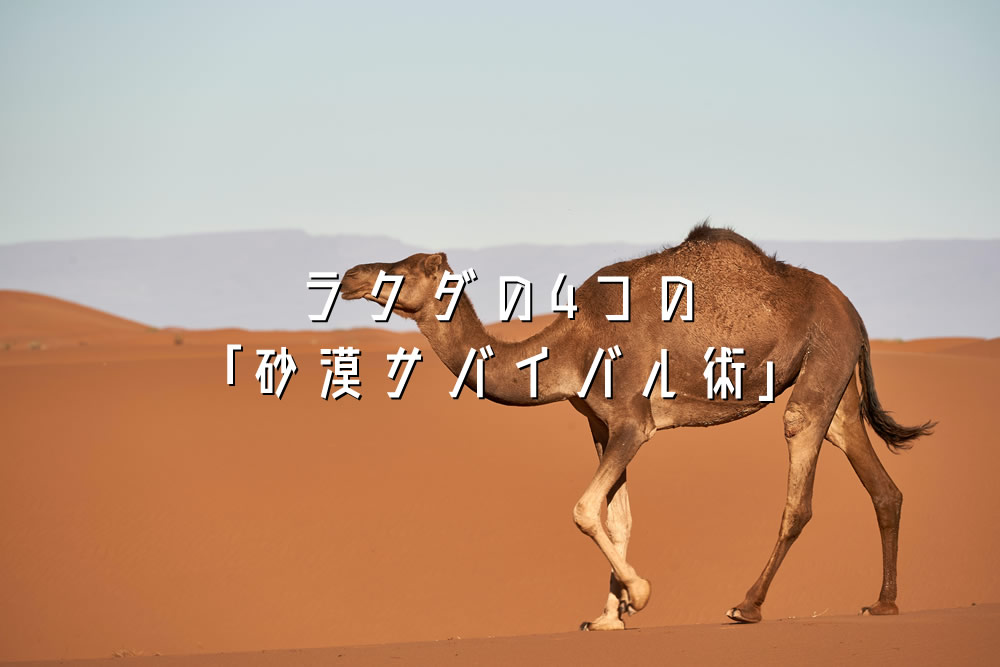 ラクダの4つの「砂漠サバイバル術」
