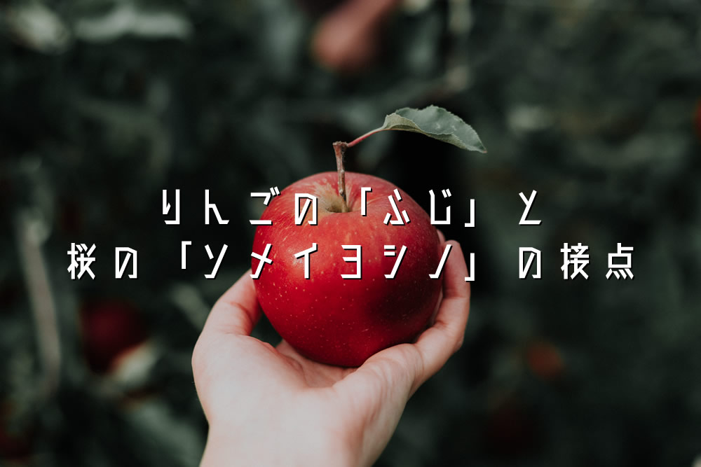 りんごの「ふじ」と桜の「ソメイヨシノ」の接点
